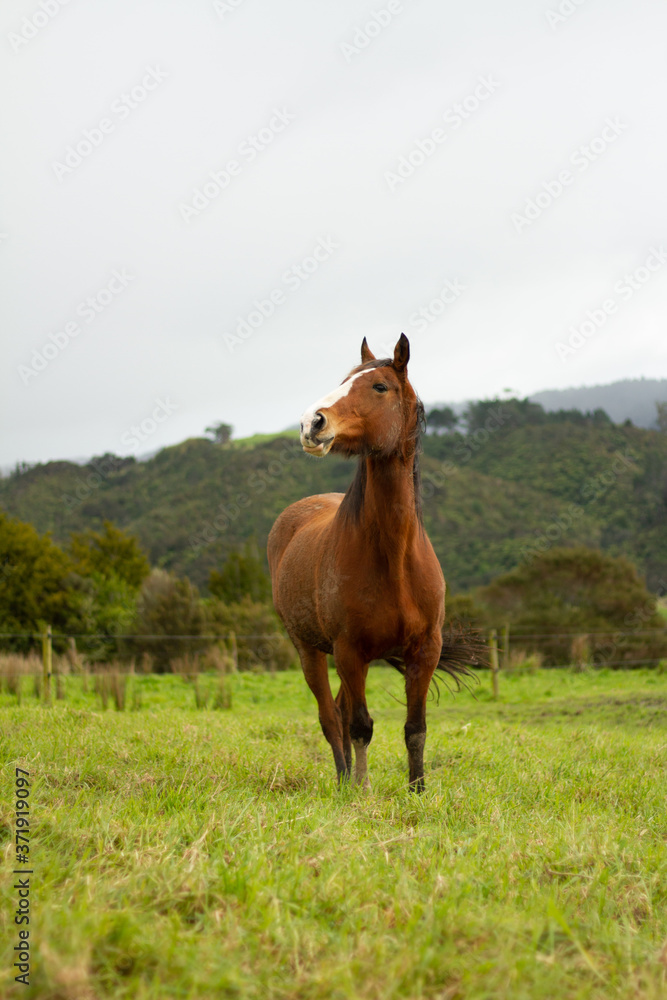 Horses enjoying the green pastures of a rural farm. Horses enjoying the green pastures of a rural farm.