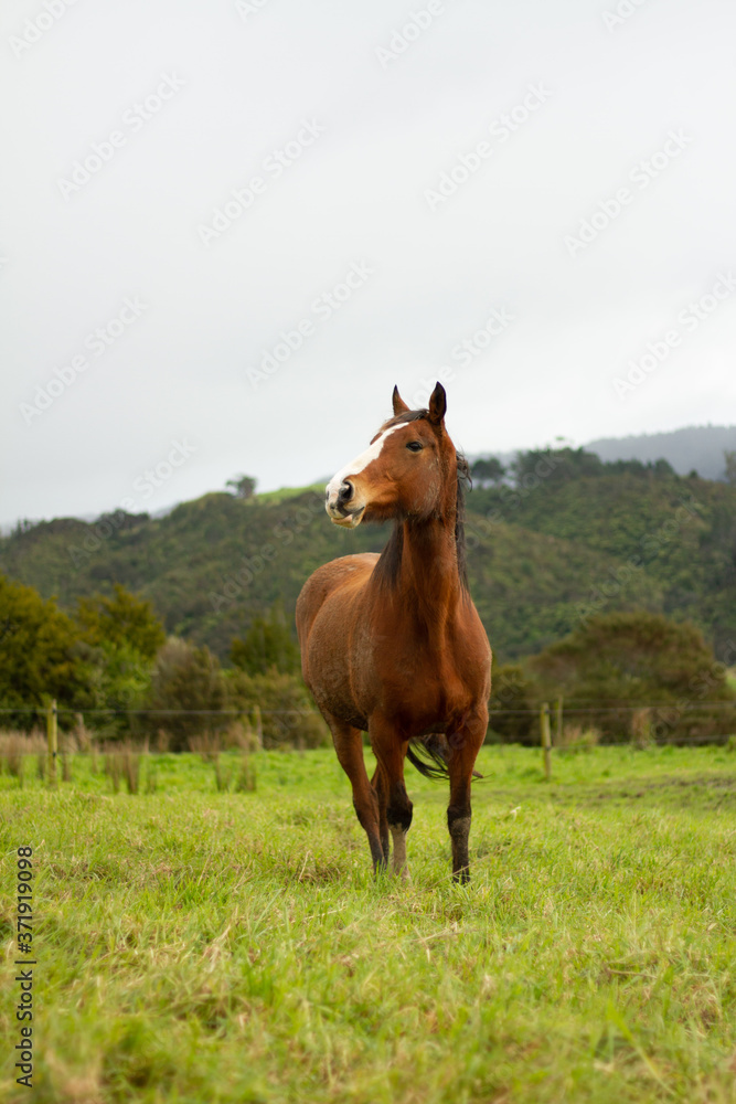 Horses enjoying the green pastures of a rural farm. 