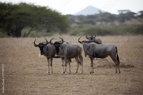 Fototapeta Naklejka Na Ścianę i Meble -  The wildebeest, also called the gnu, is an antelope.	
