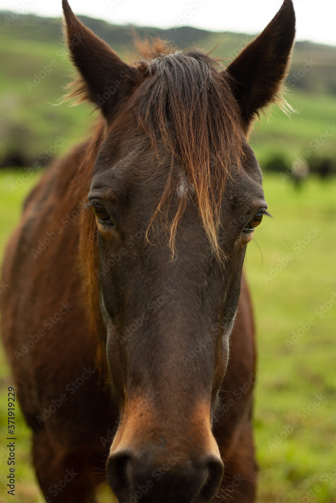 Horses enjoying the green pastures of a rural farm. 