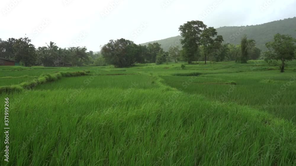 rice field and mountain closeup moving in slow motionin rain. rice field and mountain closeup moving in slow motionin rain.