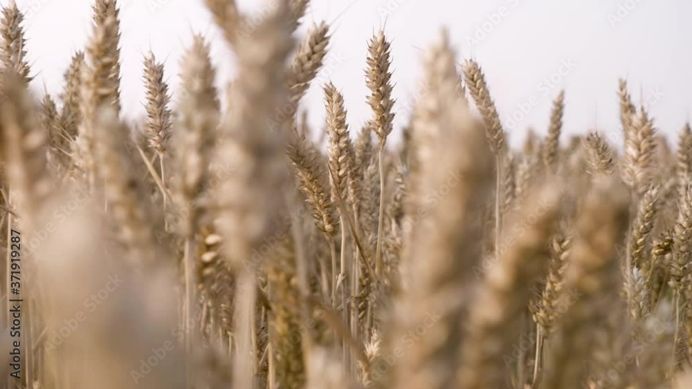 Wheat fields in the setting sun in Ireland, Wicklow part 4 Wheat fields in the setting sun in Ireland, Wicklow part 4