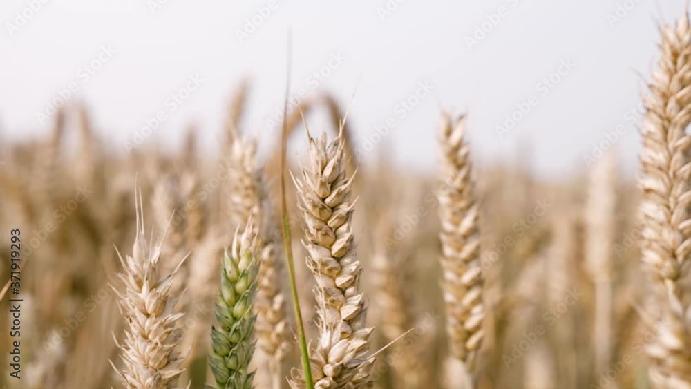 Wheat fields in the setting sun in Ireland, Wicklow part 5 Wheat fields in the setting sun in Ireland, Wicklow part 5