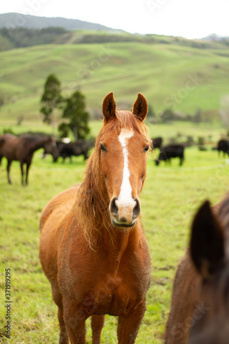Horses enjoying the green pastures of a rural farm.  © Carl