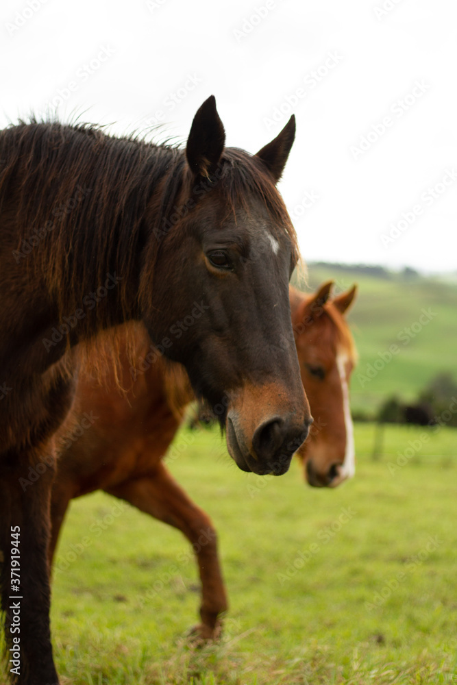 Horses enjoying the green pastures of a rural farm. Horses enjoying the green pastures of a rural farm.