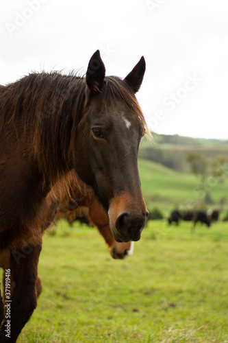 Horses enjoying the green pastures of a rural farm.  © Carl