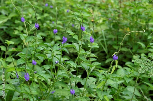 Photo of stachytarpheta cayennensis flower