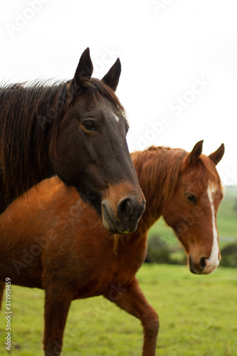 Horses enjoying the green pastures of a rural farm. 