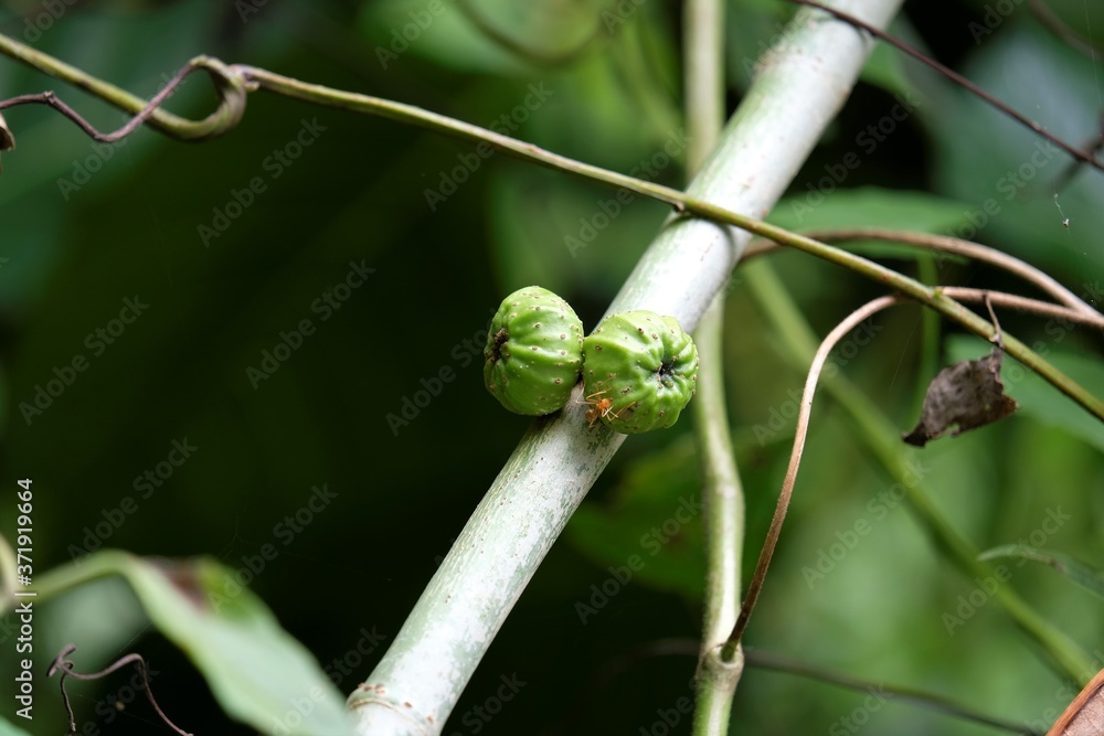 Photo of ficus fruits in the jungle Photo of ficus fruits in the jungle
