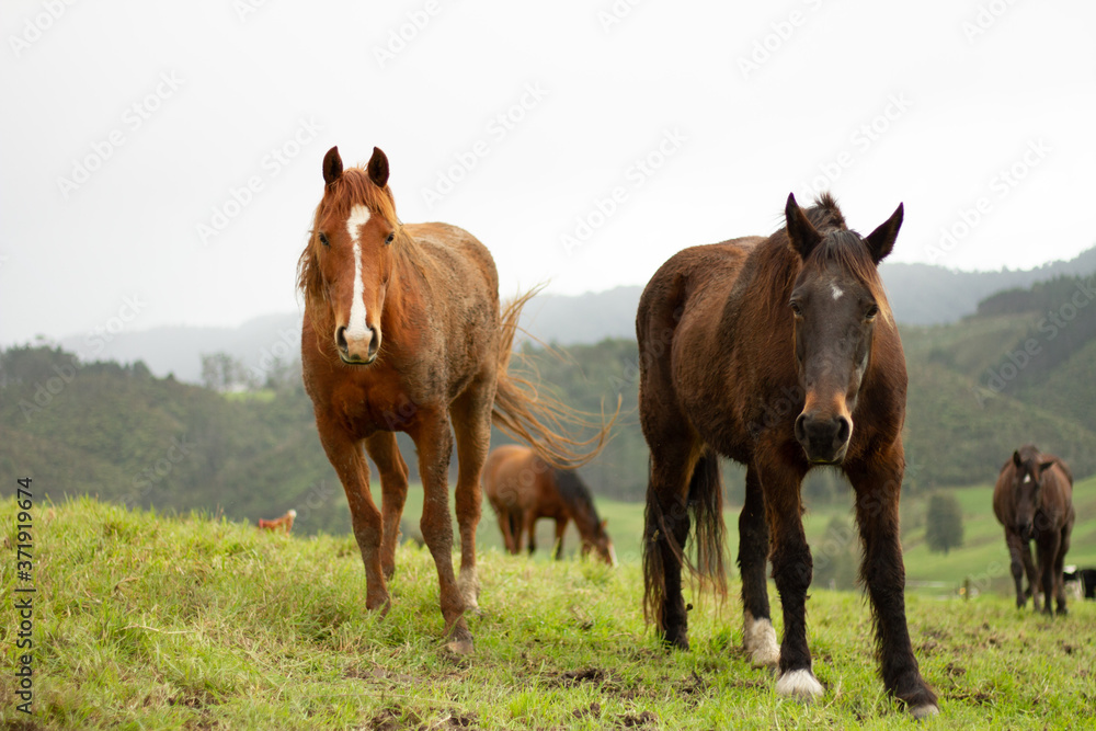 Horses enjoying the green pastures of a rural farm. Horses enjoying the green pastures of a rural farm.