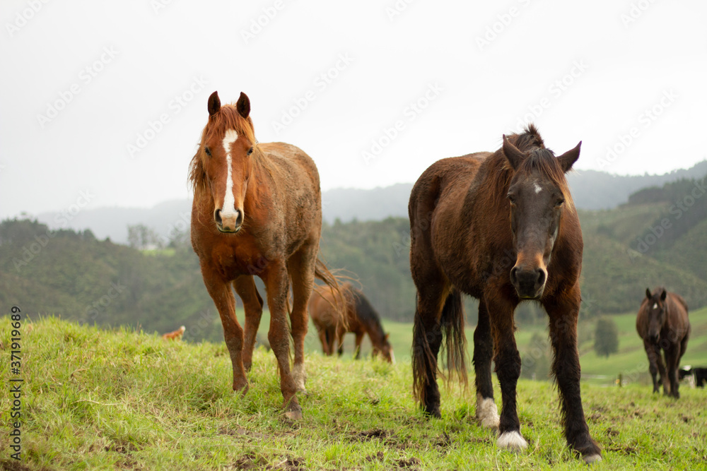Horses enjoying the green pastures of a rural farm. Horses enjoying the green pastures of a rural farm.