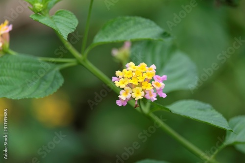 Photo of common lantana flower