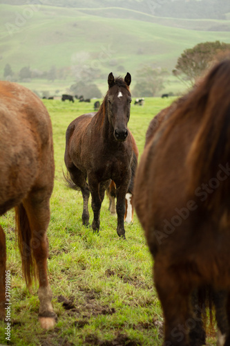 Horses enjoying the green pastures of a rural farm. 