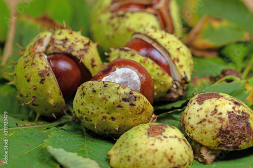 Rosskastanien, Aesculus hippocastanum, in einer Nahaufnahme photo