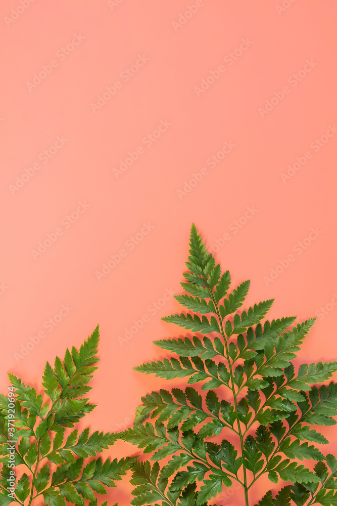 Fern leafs lay on pink background. Summer background concept. Fern leafs lay on pink background. Summer background concept.
