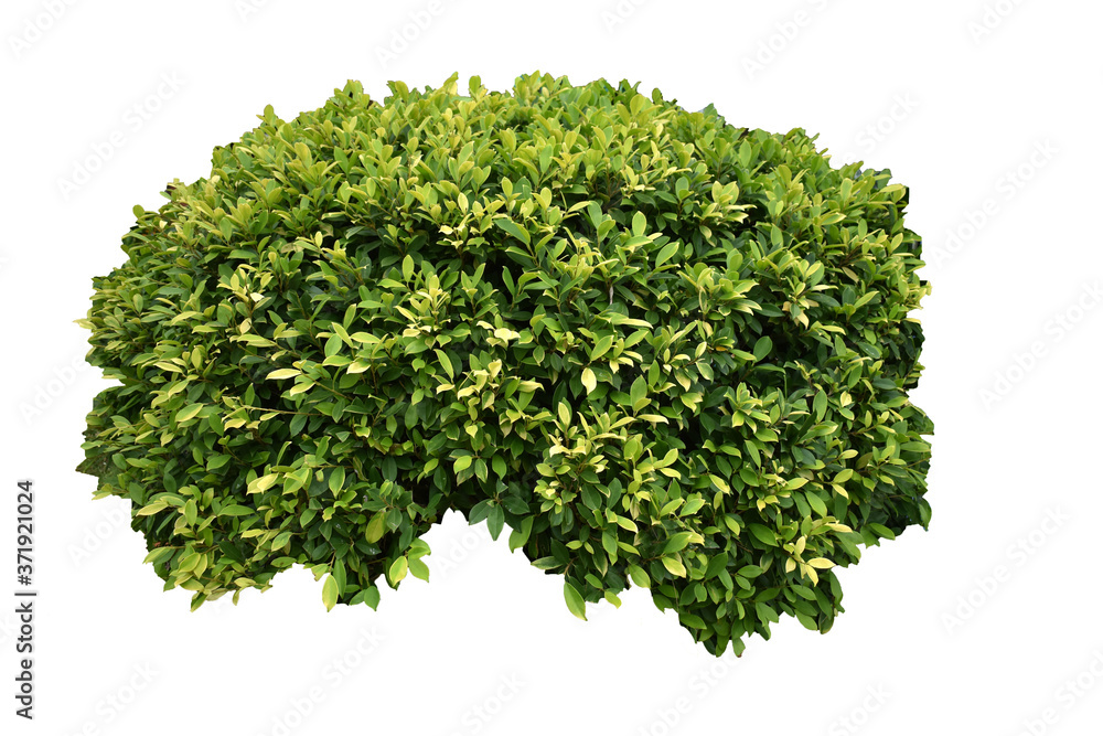Obraz premium green leaf isolated on white background