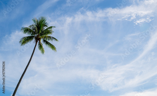 palm trees against blue sky Cover banner concept background summer