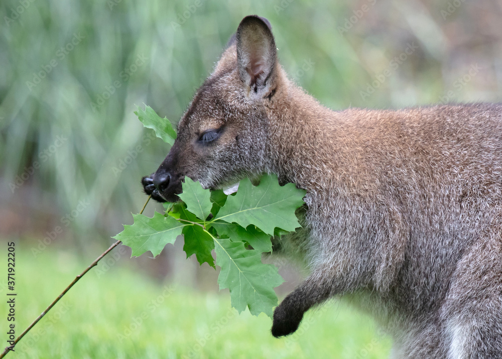 Fototapeta premium Red-necked Wallaby - Macropus rufogriseus