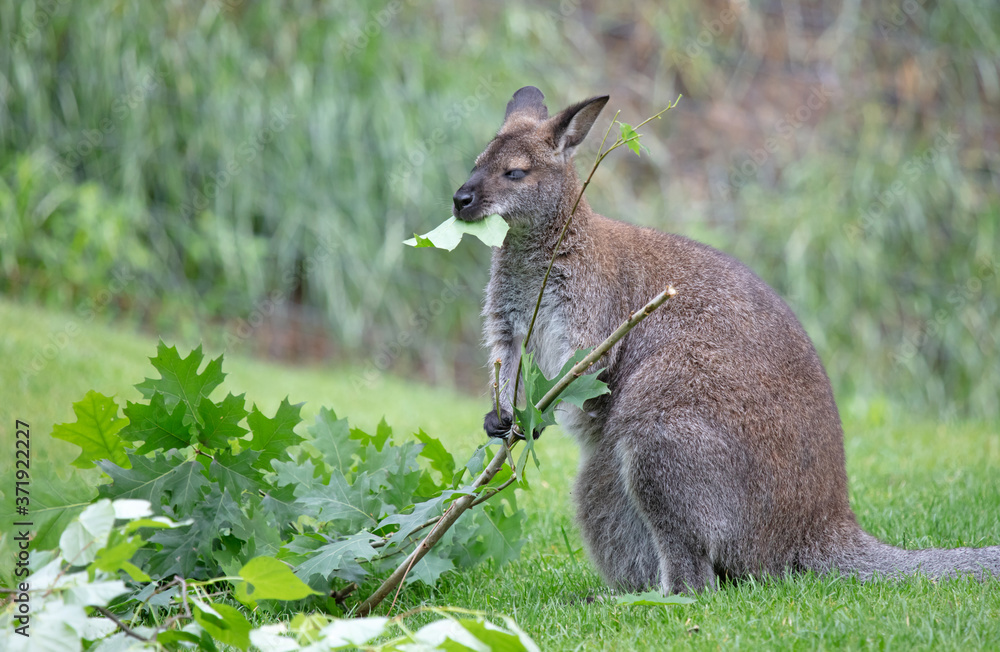 Red-necked Wallaby - Macropus rufogriseus Red-necked Wallaby - Macropus rufogriseus
