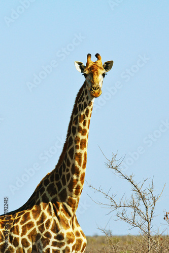 Neugierige Giraffe im Kr  ger-Nationalpark in S  dafrika