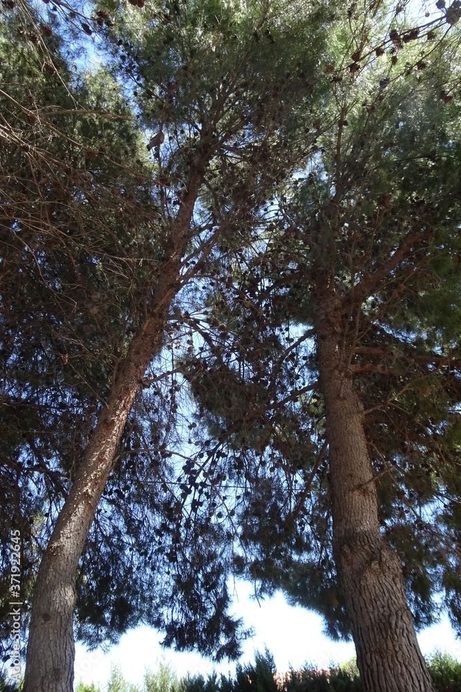Obraz premium Pine Tree Forest with Blue Sky