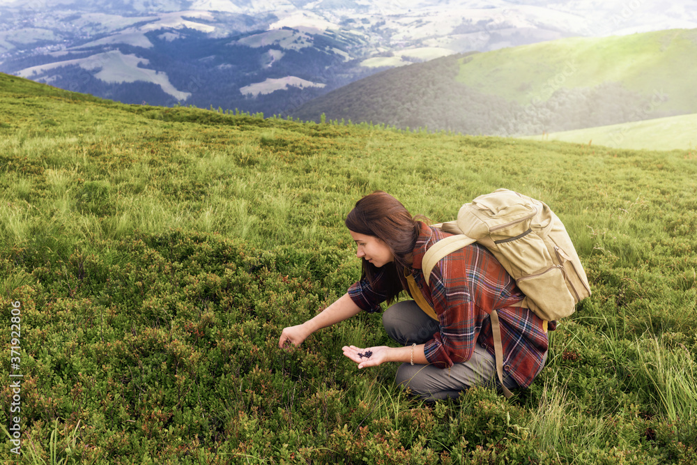 Young woman tourist with a backpacker collects blueberries on the top of the mountain. Active lifestyle concept