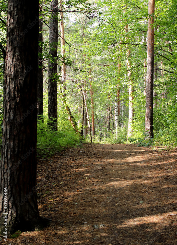 Obraz premium path in the forest