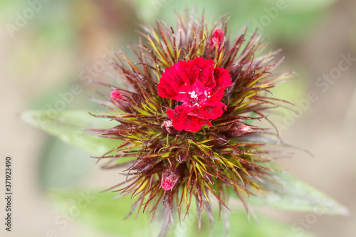 Red clove in a ground on a garden bed.