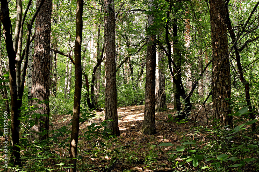 trees in the forest trees in the forest