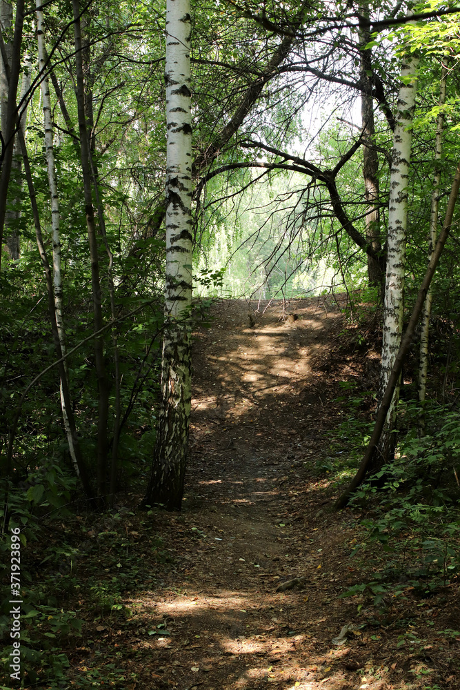 Obraz premium path in the forest
