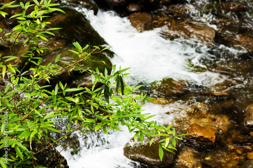 Zhangjiajie Grand Canyon, Hunan, contains mountain streams, silk-like smooth water, birds playing in the water, aquatic plants, ossy stones, cliffs, green trees environment, blue sky and reflection as photo