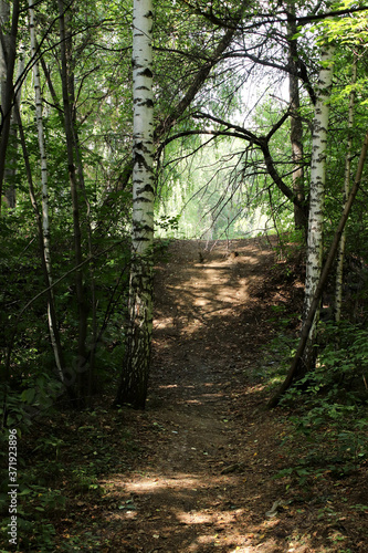 path in the forest © Nikolaj