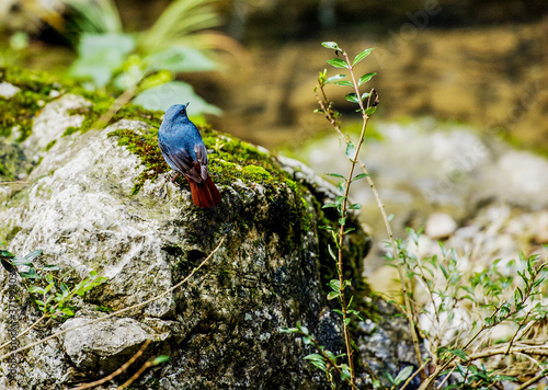 Zhangjiajie Grand Canyon, Hunan, contains mountain streams, silk-like smooth water, birds playing in the water, aquatic plants, ossy stones, cliffs, green trees environment, blue sky and reflection as photo