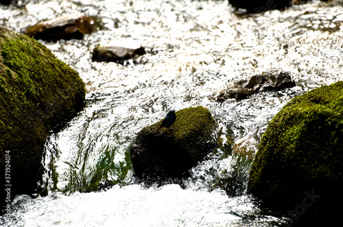 Zhangjiajie Grand Canyon, Hunan, contains mountain streams, silk-like smooth water, birds playing in the water, aquatic plants, ossy stones, cliffs, green trees environment, blue sky and reflection as photo