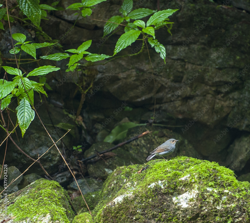 Naklejka premium Zhangjiajie Grand Canyon, Hunan, contains mountain streams, silk-like smooth water, birds playing in the water, aquatic plants, ossy stones, cliffs, green trees environment, blue sky and reflection as