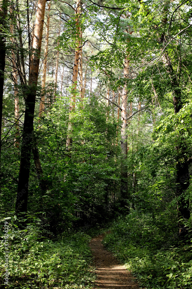 Fototapeta premium path in the forest