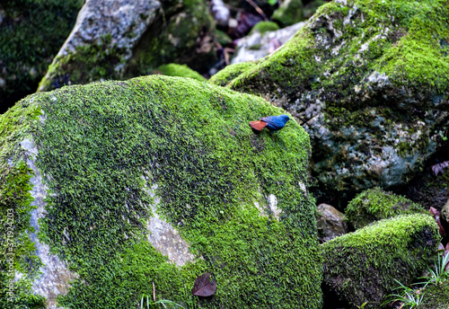 Zhangjiajie Grand Canyon, Hunan, contains mountain streams, silk-like smooth water, birds playing in the water, aquatic plants, ossy stones, cliffs, green trees environment, blue sky and reflection as photo