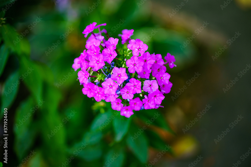 purple flower in the garden purple flower in the garden