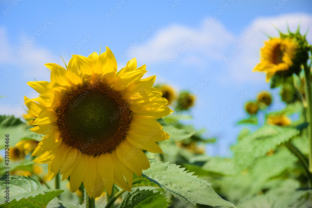 sunflowers, colorful flowers, ecological, biodiesel, energy sunflowers, colorful flowers, ecological, biodiesel, energy