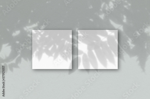 2 square sheets of white textured paper on the grey wall background. Mockup overlay with the plant shadows. Natural light casts shadows from an exotic plant.. Flat lay, top view