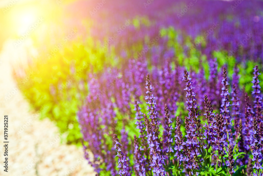 Naklejka premium Blooming Lavender. Beautiful lilac lavender