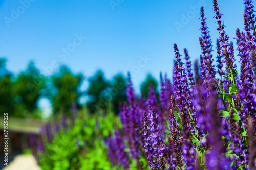 Blooming Lavender. Beautiful lilac lavender