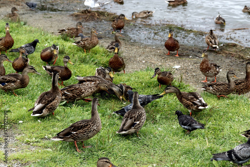 ducks in the grass
