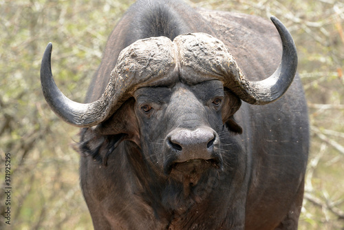 Kapbüffel im Krüger-Nationalpark