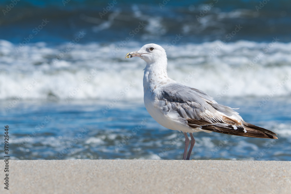 A Seagull Standing on the Beach and Waiting for the Next Wave A Seagull Standing on the Beach and Waiting for the Next Wave
