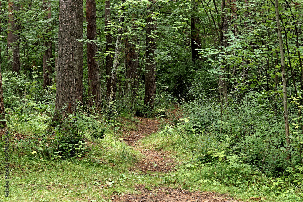 Obraz premium footpath in the woods