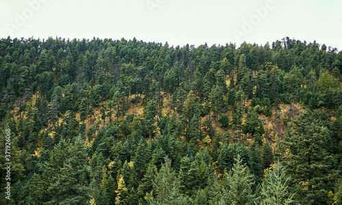 Fog over the Coniferous forest. forest in autumn. Evergreen trees and yellow bushes.. Natural autumn background.