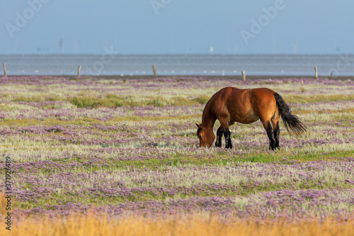 Wallpaper Mural Horse on Juist Torontodigital.ca
