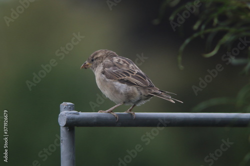 female sparrow on scaffold yellow background