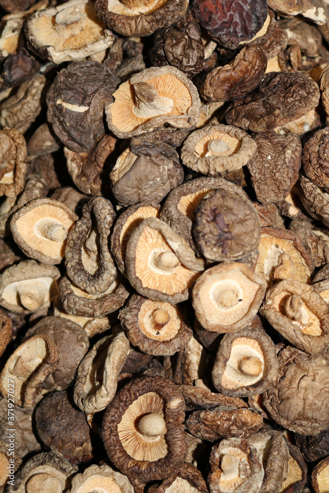 Shiitake, Lentil edible, japanese forest mushroom - edible mushroom
Shiitake, Lentil edible, japanese forest mushroom - edible mushroom